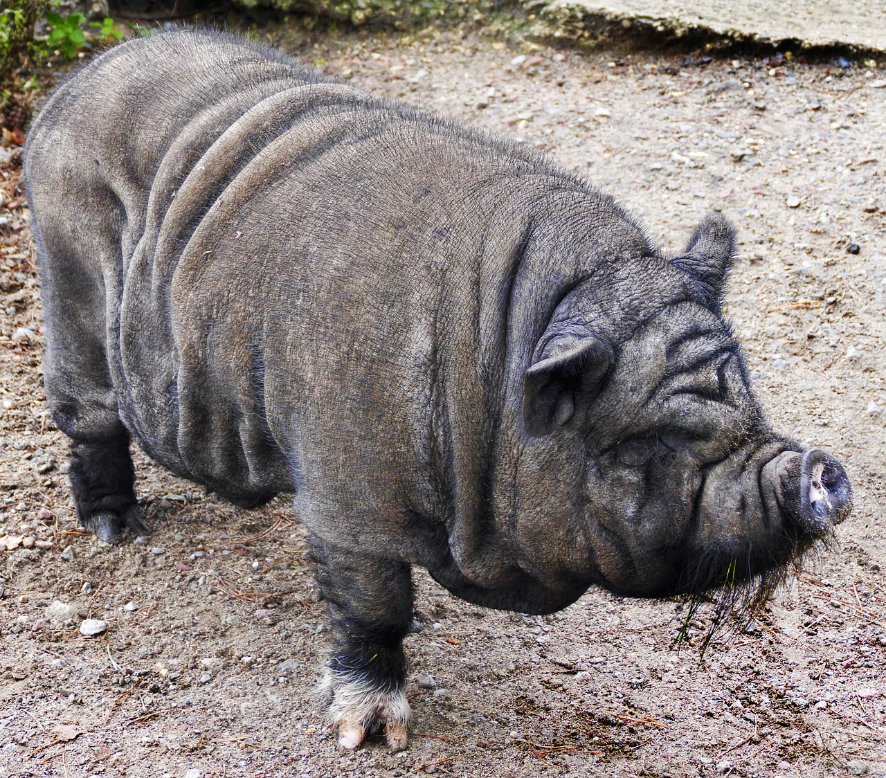 A Vietnamese Pot-bellied